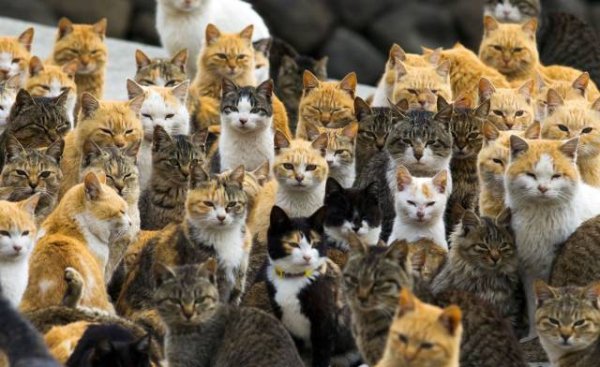 that escalated cat island japan