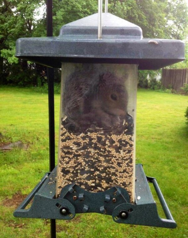that escalated deter squirrels from bird feeders