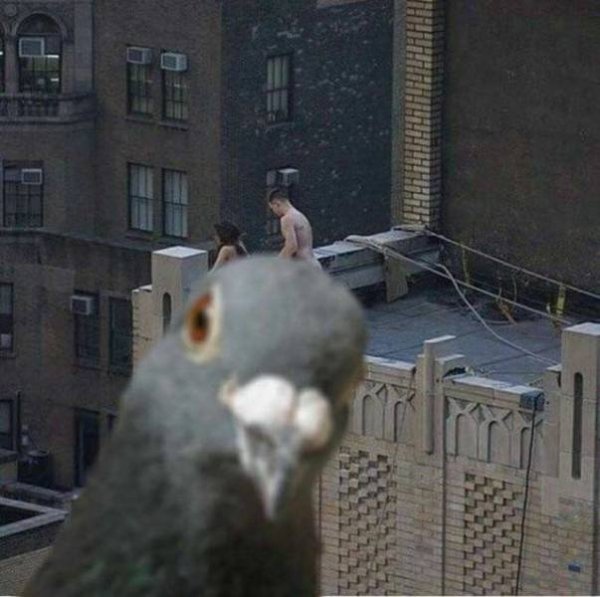 pigeon funny