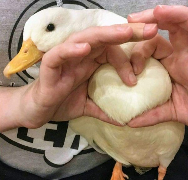 heart duck