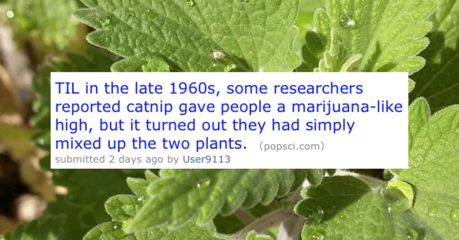leaf - Til in the late 1960s, some researchers reported catnip gave people a marijuana high, but it turned out they had simply mixed up the two plants. popsci.com submitted 2 days ago by User9113