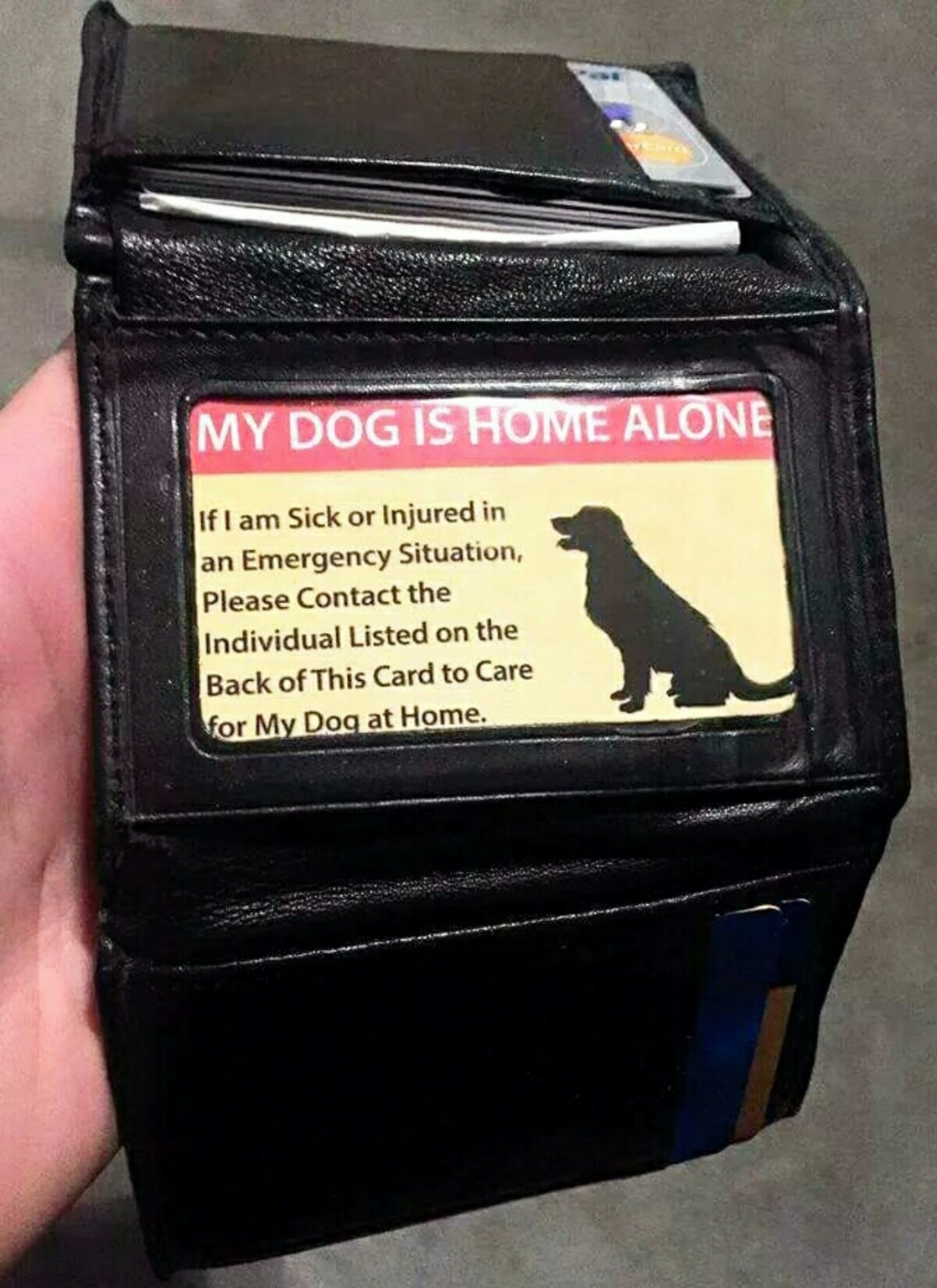 Pet - My Dog Is Home Alone If I am sick or Injured in an Emergency Situation, Please Contact the Individual Listed on the Back of This Card to Care for My Dog at Home.
