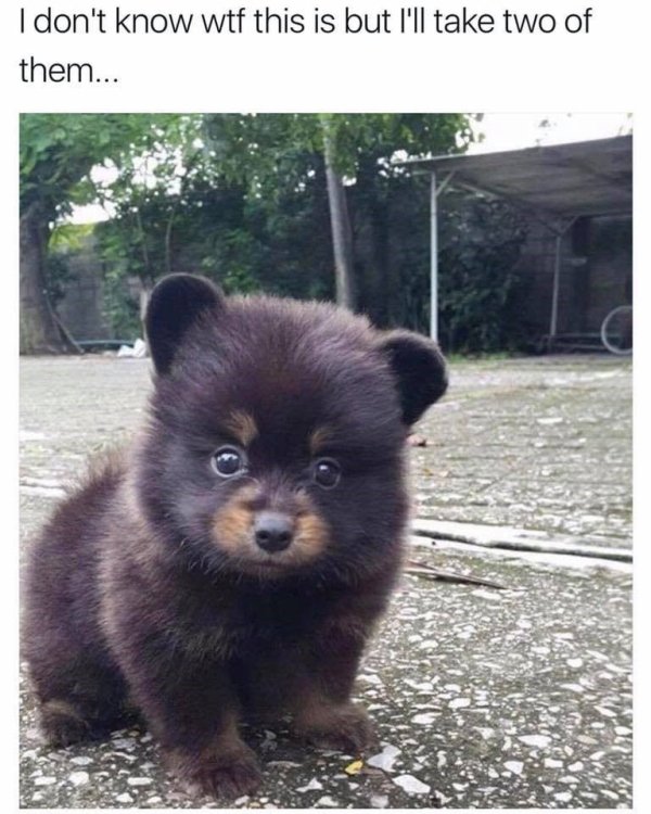 tiny baby bear - I don't know wtf this is but I'll take two of them...