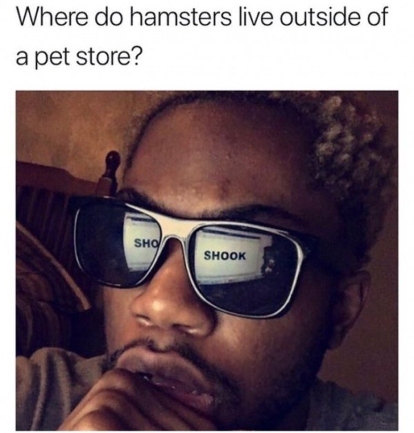 shook meme - Where do hamsters live outside of a pet store? Sho Shook