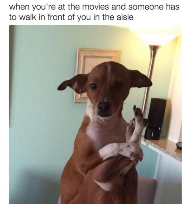 animal memes to make you laugh - when you're at the movies and someone has to walk in front of you in the aisle
