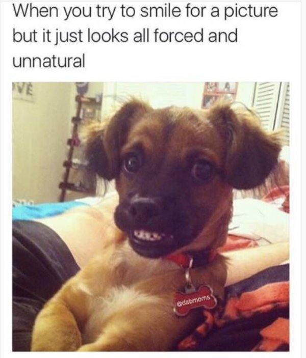 dog smiling awkwardly - When you try to smile for a picture but it just looks all forced and unnatural edabmoms