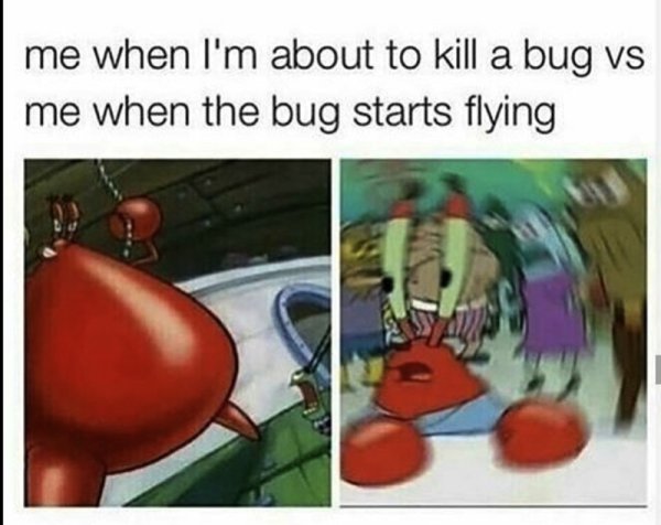 mr krabs funny - me when I'm about to kill a bug vs me when the bug starts flying