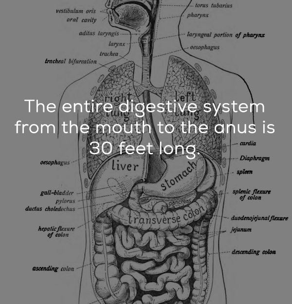 28 Delicious Facts About Your Body's Digestive System