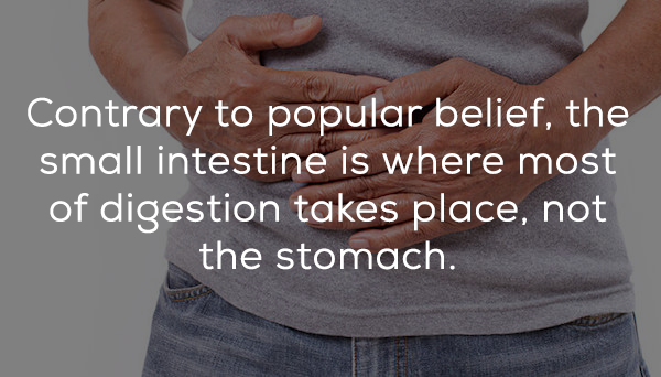 28 Delicious Facts About Your Body's Digestive System