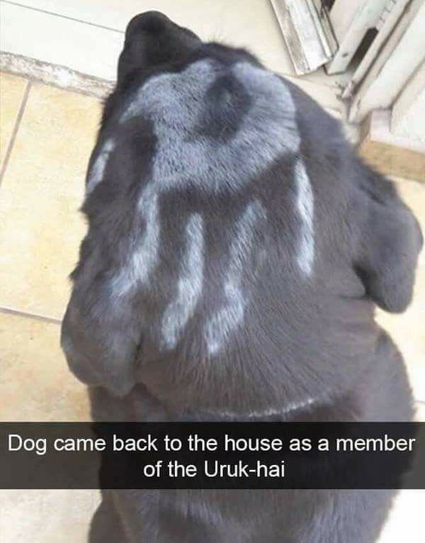 meat's back on the menu boys - Dog came back to the house as a member of the Urukhai