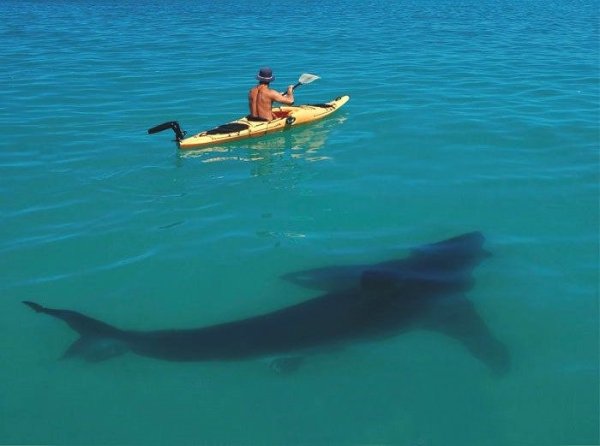 great white shark kayak