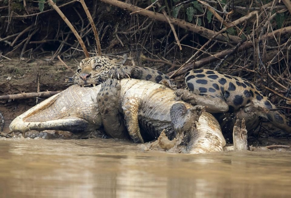 A jaguar ambushes a giant jacare caiman