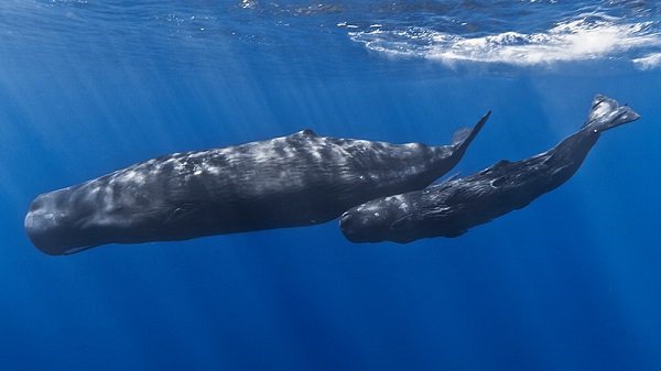 The biggest brains on earth belong to Sperm Whales, weighing in at about 17 pounds.