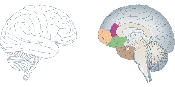 Your brain starts to slow down when you reach the age of 24. However, different cognitive skills peak at different times. So throughout your life your brain will allow you to become better or worse at certain things.