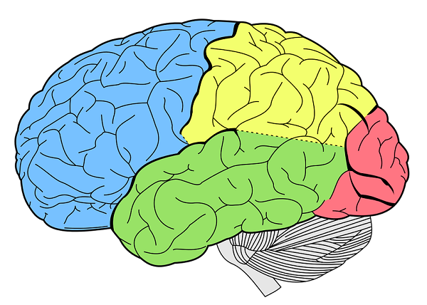 When you get black out drunk, it’s not that the alcohol has destroyed your memory, it’s that your brain temporarily lost its ability to form memories.