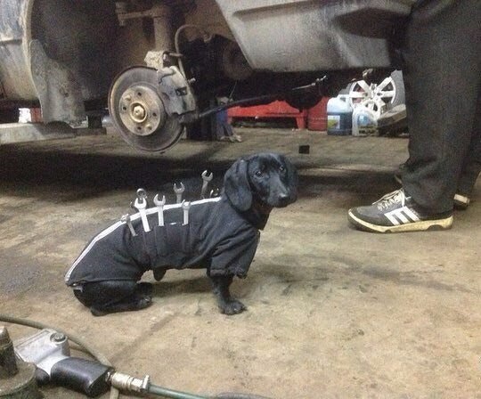 car mechanic dog