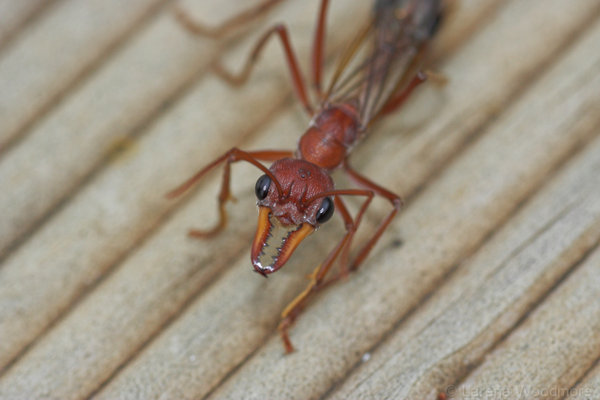 I tried to find more info but I couldnt remember the specific species but I heard about these ants in South America that are attracted to alcohol. Multiple people a year die because they pass out drunk and these ants swarm their lungs and they suffocate. Essentially they drown. In ants.

Drowning.

In ants.

Fuck all that.