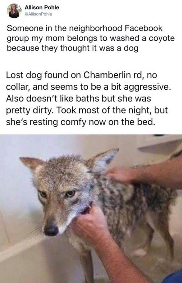 coyote in bathtub - Allison Pohle Allison Pohle Someone in the neighborhood Facebook group my mom belongs to washed a coyote because they thought it was a dog Lost dog found on Chamberlin rd, no collar, and seems to be a bit aggressive. Also doesn't baths