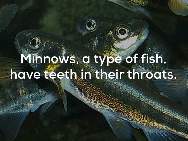 marine biology - Minnows, a type of fish, have teeth in their throats.