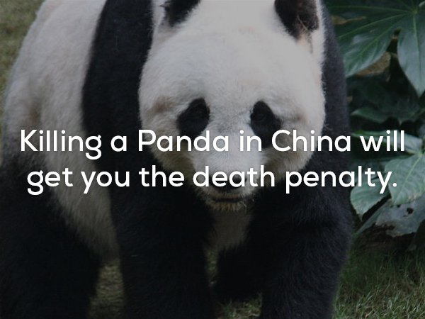 giant panda - Killing a Panda in China will get you the death penalty.