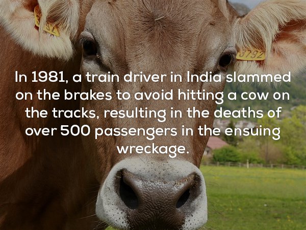 In 1981, a train driver in India slammed on the brakes to avoid hitting a cow on the tracks, resulting in the deaths of over 500 passengers in the ensuing wreckage.