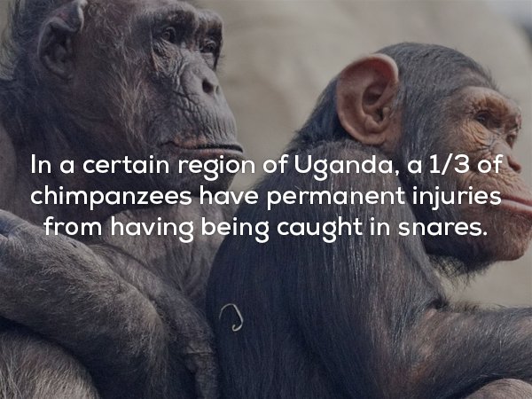 Pan - In a certain region of Uganda, a 13 of chimpanzees have permanent injuries from having being caught in snares.