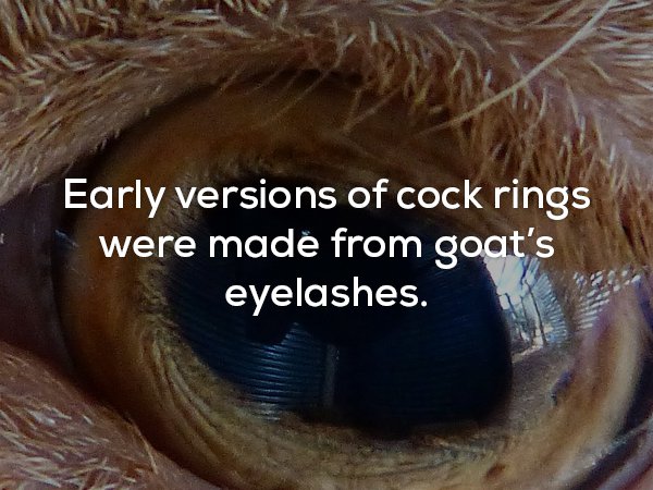 close up - Early versions of cock rings were made from goat's eyelashes.