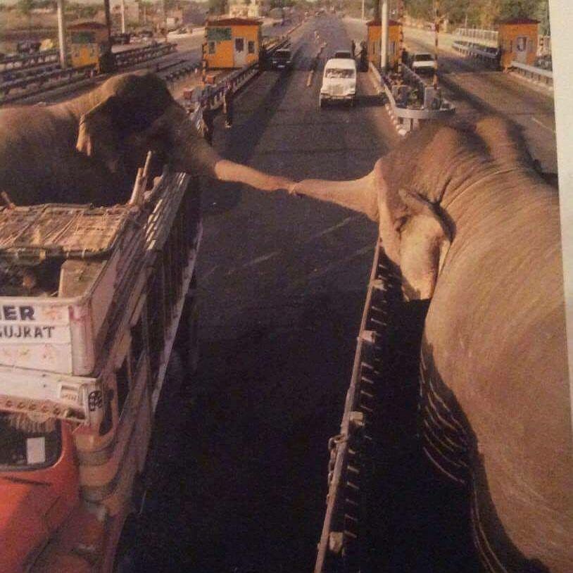 Two captive elephants briefly embrace