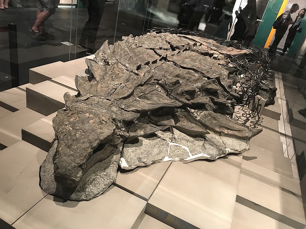 Dino-mummy uncovered and on exhibition in Canada