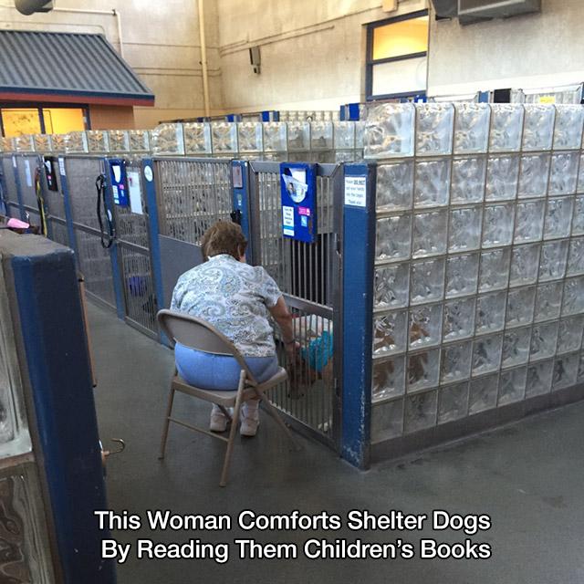Woman reads kid's books to shelter dogs to help comfort them.