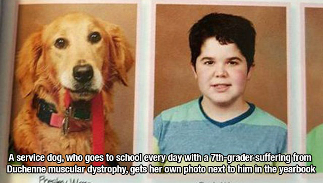 Boy's service dog gets her own photo next to him in the yearbook.