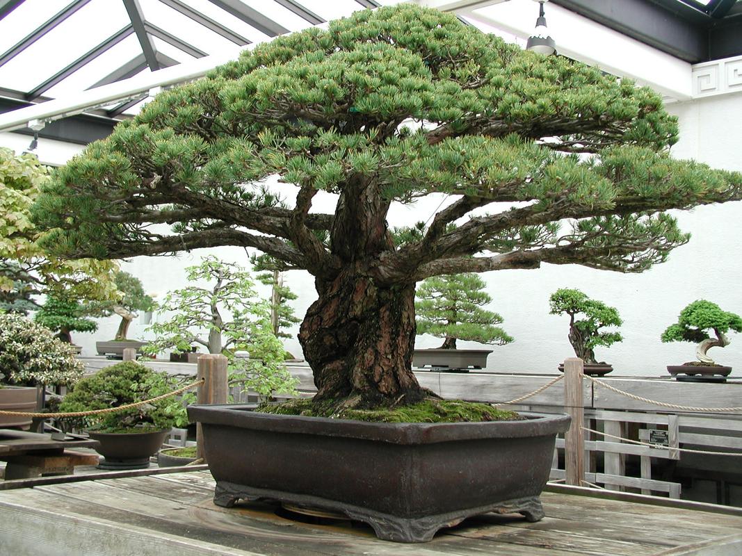 Nearly 400-Year-Old Bonsai Tree that survived the Hiroshima Blast