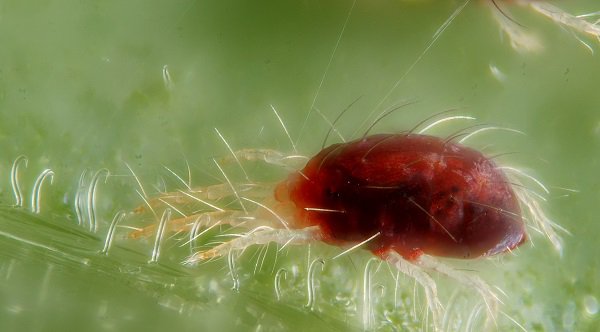 get rid of spider mites