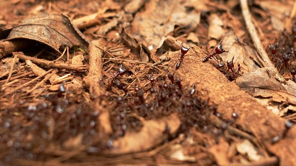 If all of the ants on earth were put together and weighed, they would outweigh humans by a factor of 300.