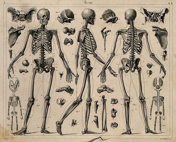 artist human skeleton anatomy - 192 233