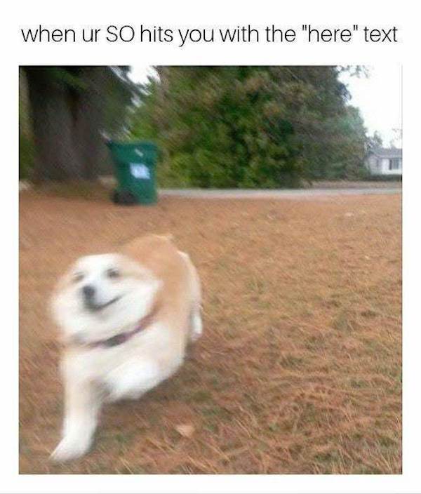 wholesome meme about your owner calls you and you can t contain your zooms - when ur So hits you with the "here" text