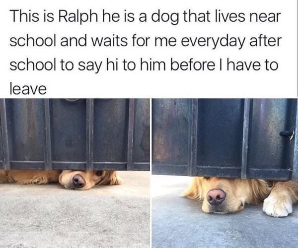 wholesome meme about wholesome dog meme - This is Ralph he is a dog that lives near school and waits for me everyday after school to say hi to him before I have to leave