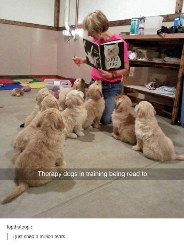 wholesome meme about therapy dog meme - Good Dog Therapy dogs in training being read to topthatpop | I just shed a million tears.