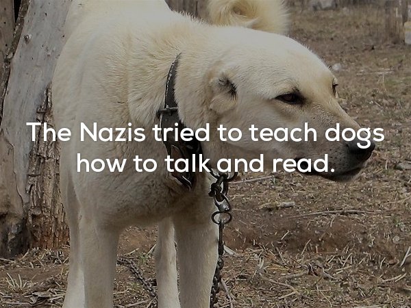 snout - The Nazis tried to teach dogs how to talk and read.