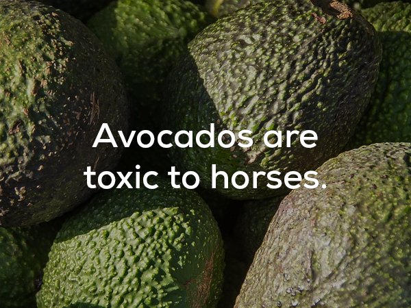 Avocados are toxic to horses.
