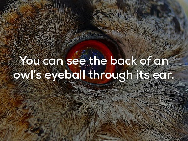 close up - You can see the back of an owl's eyeball through its ear.