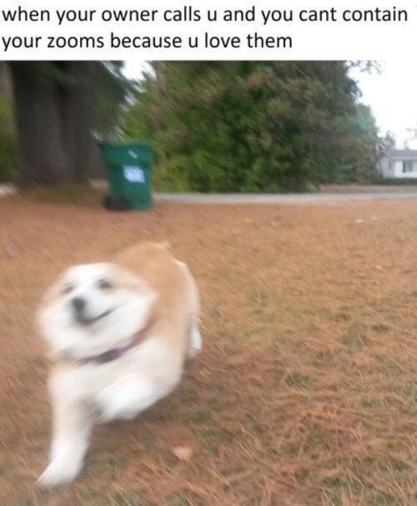 wholesome meme can t contain your zooms - when your owner calls u and you cant contain your zooms because u love them