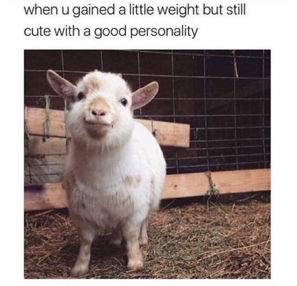 wholesome meme u gained a little weight - when u gained a little weight but still cute with a good personality