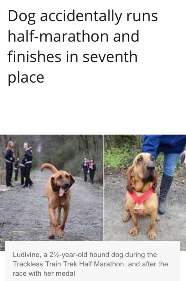 wholesome meme Marathon - Dog accidentally runs halfmarathon and finishes in seventh place Ludivine, a 22yearold hound dog during the Trackless Train Trek Half Marathon, and after the race with her medal