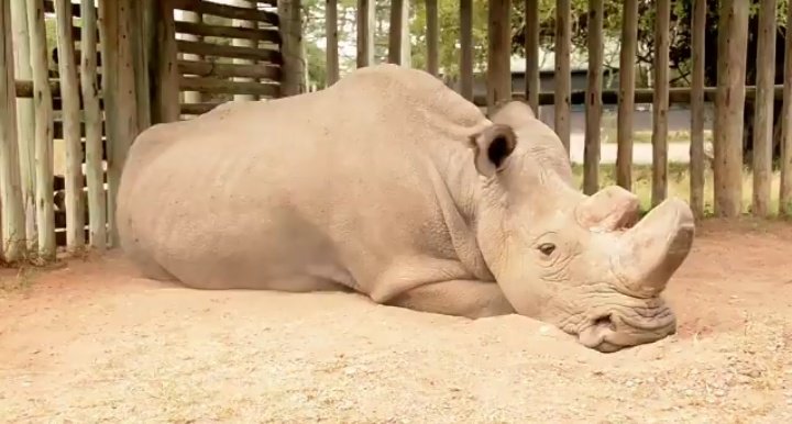 This is the last male Northern White Rhino in his reserve, waiting to go extinct