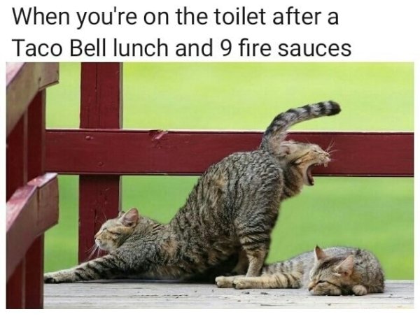 dirty humor - When you're on the toilet after a Taco Bell lunch and 9 fire sauces