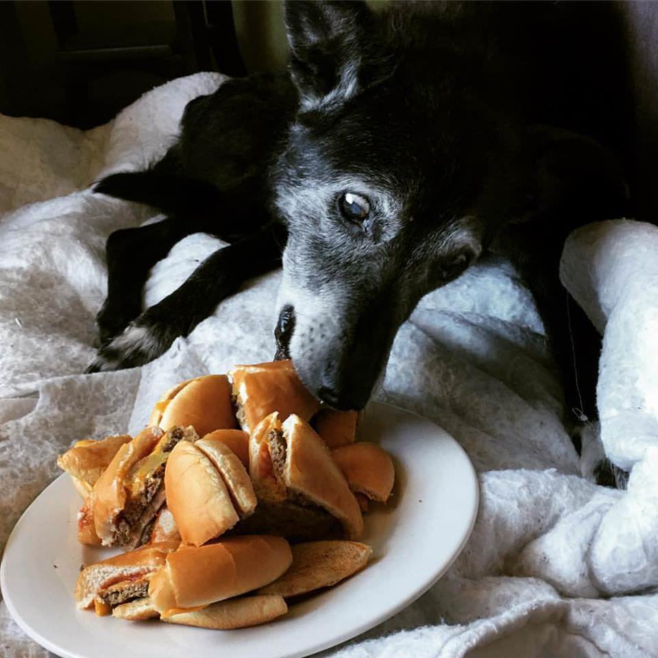 17 year old dog enjoying her very special last meal before her forever nap