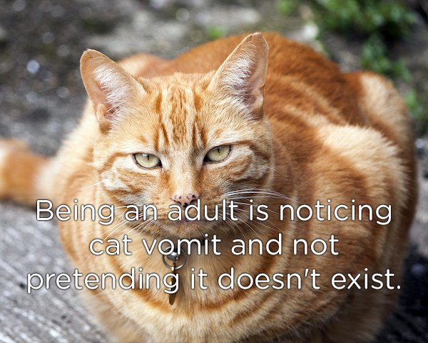 whiskers - Being an adult is noticing cat vomit and not pretending it doesn't exist.