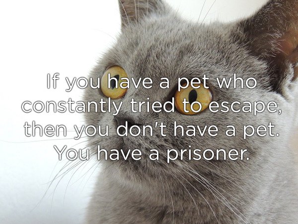 whiskers - If you have a pet who constantly tried to escape, then you don't have a pet. You have a prisoner.