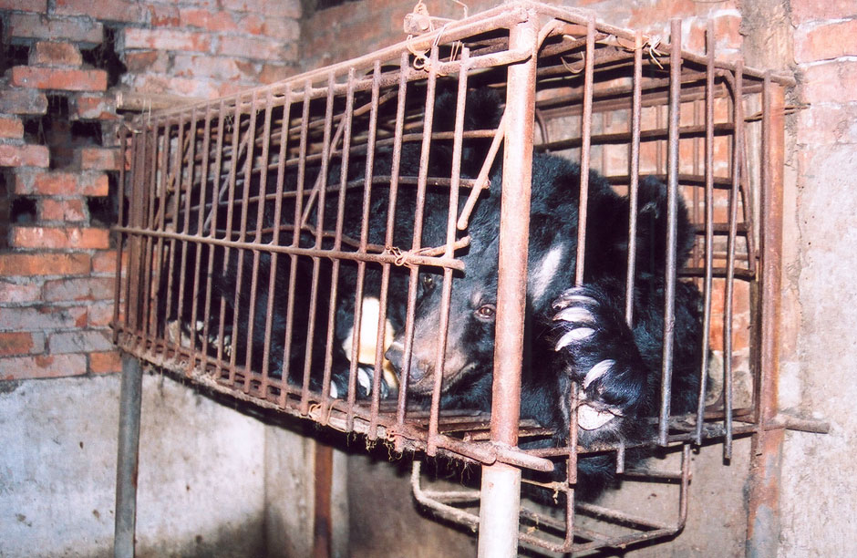 12,000 bears are farmed for their bile in Asia which is used in traditional Chinese medicine and generates $2bn per year. Farming always involves surgery on the bears to insert a catheter or to cut a hole through the abdomen by which the bile leaks. Bear bile has no medicinal effect